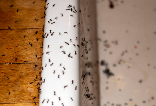 Best Bed Bug Extermination  in Plains, MT