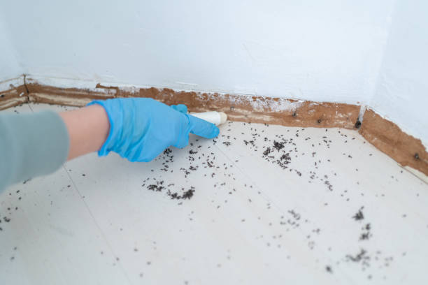 Best Local Pest Control Services  in Plains, MT